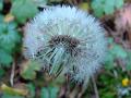 2010-1120-1320_Dandelion_7.8C
